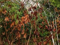 Hamamelis Doerak 2016 01 23 9112